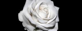 Weiße Rose vor schwarz