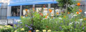 Tram hinter Blumen 