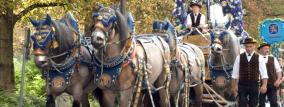 Bierfässer werden von vier Pferden gezogen beim Einzug zum Oktoberfest